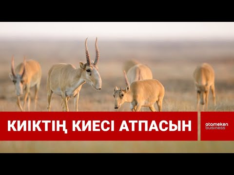 Видео: Киіктің киесі атпасын / Шыны керек 10.06.2022