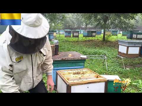 Видео: Хочете отримувати виключне задоволення від роботи з карпатськими бджолами - тоді вам до нас!