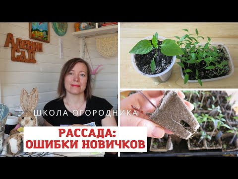 Видео: Типичные ошибки новичков при выращивании рассады! А вы с таким сталкивались?