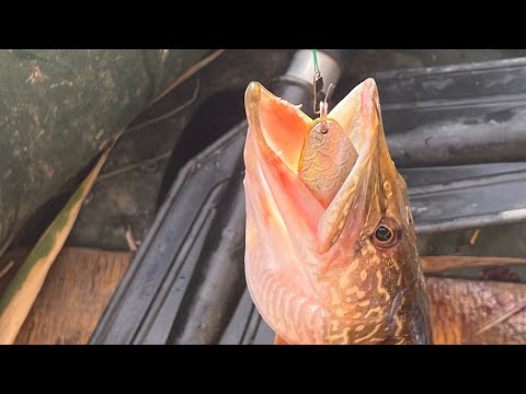 Видео: В Поисках Щуки и Змейголова🐍 Казакстан 2025 (Крупный змей клюнул на блесну😱Я в Шоке) 