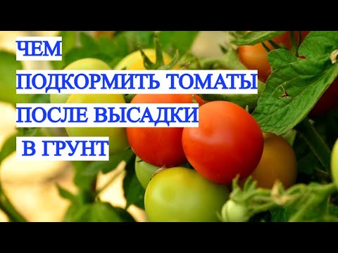 Видео: Подкормите томаты ЭТИМ СЕЙЧАС — или останетесь БЕЗ УРОЖАЯ! Работает 100%!