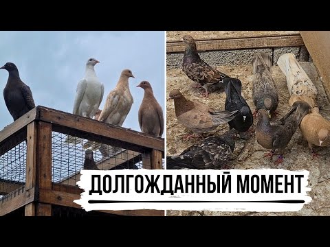 Видео: НАКОНЕЦ-ТО! Приучаю молодых бакинских мраморных голубей | 2025 | St Almond Baku high-flying pigeons
