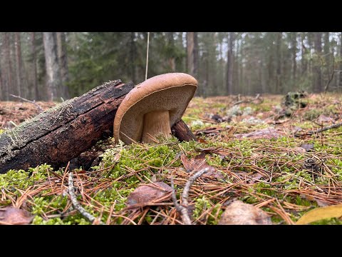 Видео: Грибной сезон 2024!!! Экстремальный сбор грибов!!! На этот раз точно закрытие сезона)))!!!