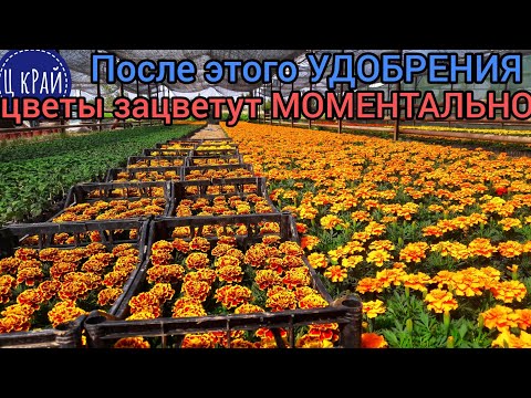 Видео: После этой подкормки Цветы Зацветут Моментально 💣💐💯 Большие, красивые, яркие цветы. ПРОВЕРЕНО 100%.