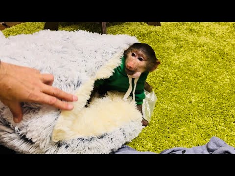 Видео: Степашку одели ЛЯГУШОНКОМ, ему так идет этот наряд, а Маняшка стала ПИКАЧУ!