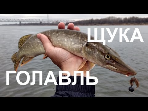 Видео: ЩУКА И ГОЛАВЛЬ В НОЯБРЕ | Ловля на микроджиг на Оке - Рыбалка со stigan'ом