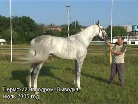 Видео: НАЕЗДНИК. ИСПЫТАНИЕ ЛЮБВИ