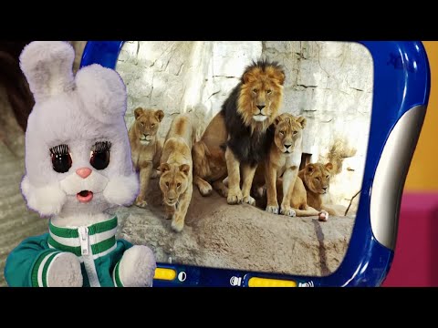 Видео: ✨СПОКОЙНОЙ НОЧИ, МАЛЫШИ!✨ Царь зверей + мультфильм Юху и его друзья