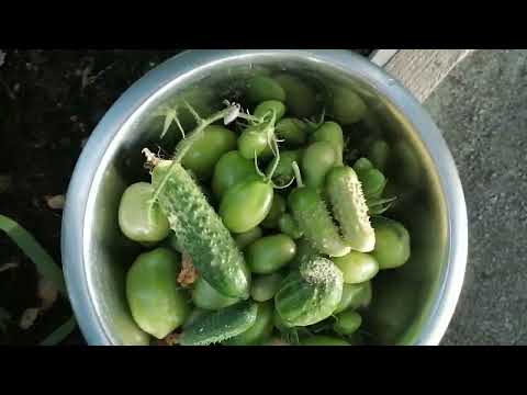 Видео: Прощай теплица......... (Закрываем тепличный сезон 2025) 