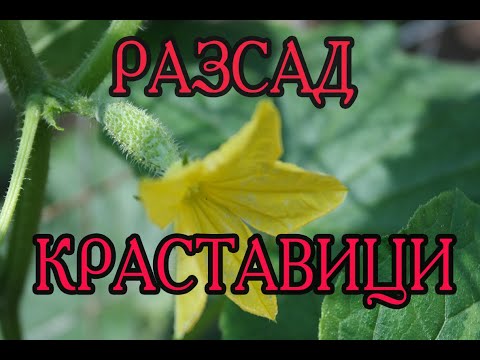 Видео: 13. Рассада превосходных огурцов.
