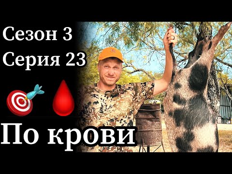 Видео: Охота с луком в Техасе. Сквозное попадание. Поиск по крови.