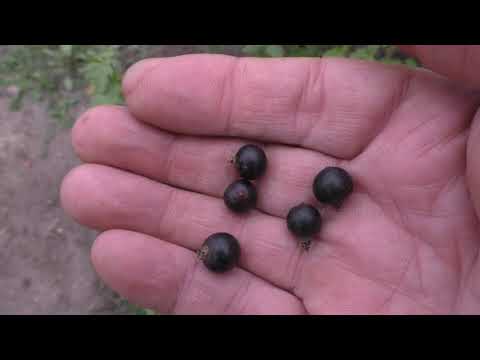 Видео: Как я пересаживал взрослые кусты смородины и крыжовника