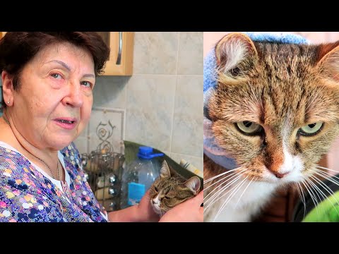 Видео: Мама @Мамины рецепты рассказывает ОТКУДА ВЗЯЛАСЬ ЛИЗА и другие наши кошки?! КАК СЛОЖИЛАСЬ ИХ СУДЬБА?