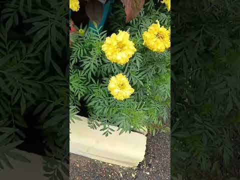 Видео: Лето/цветы #love #song #travel #nature