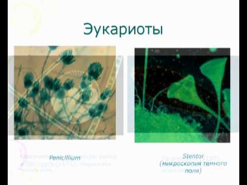 Видео: Основы микробиологии - онлайн-лекция БГТУ имени В. Г. Шухова