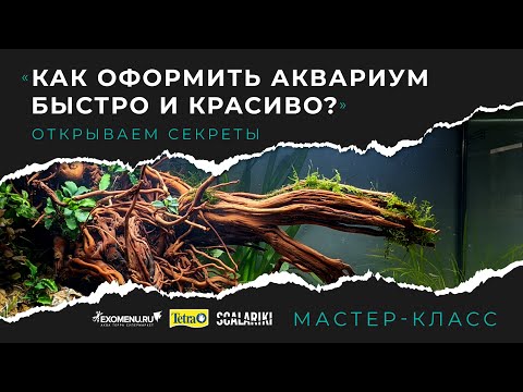 Видео: Как оформить аквариум быстро и красиво. Запись мастер-класса