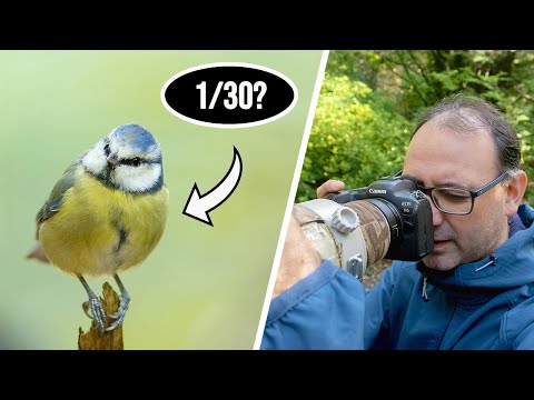 Видео: Выдержки для фотосъемки мелких птиц (беззеркальные фотоаппараты) — насколько малы они могут быть?