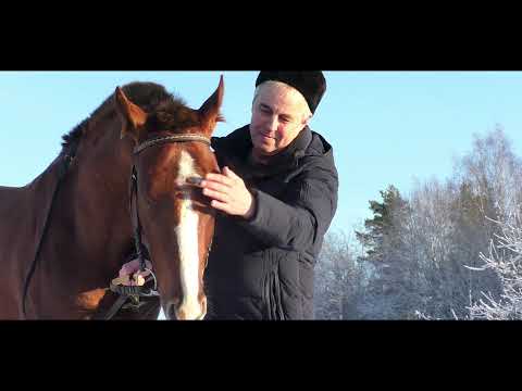 Видео: ПРОЕЗЖАЛА КОННИЦА