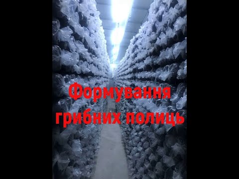 Видео: Формування грибних полиць. Або коли місця ну дуже мало.