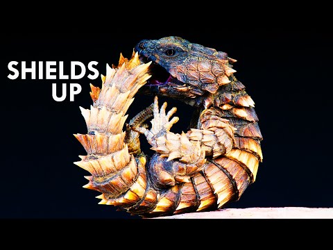 Видео: Броненосные ящерицы и самые стойкие резервуары природы