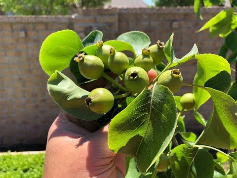 Видео: Выращивание азиатских груш. Часть 2