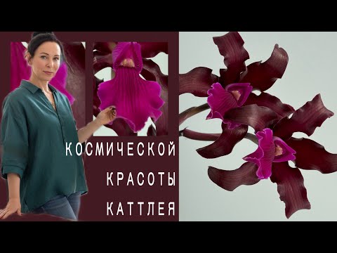 Видео: Первое цветение L.C. The Future is Better. Зацвести ее было ЛЕГКО!