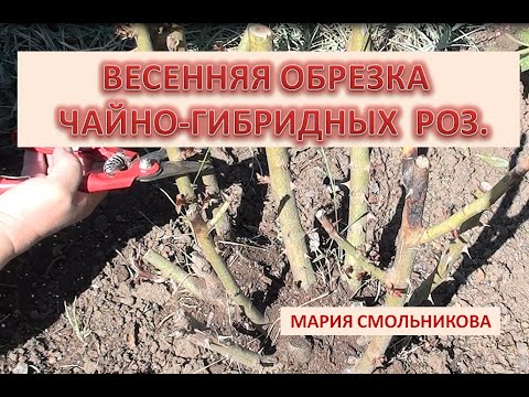 Видео: Весенняя обрезка чайно гибридных роз .