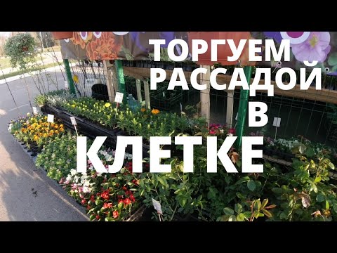 Видео: Как горячие пирожки.Торговля рассадой попёрла.