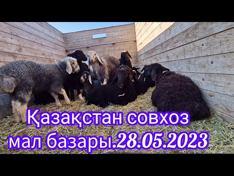 Видео: Шардара ауданы.Қазақстан совхозы мал базары.28.05.2023