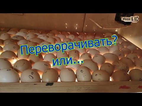 Видео: Переворот яиц в процессе инкубации.