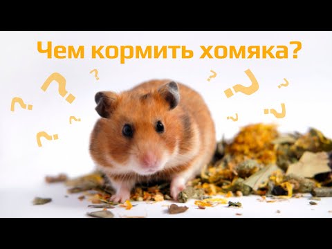 Видео: Чем кормить хомяка