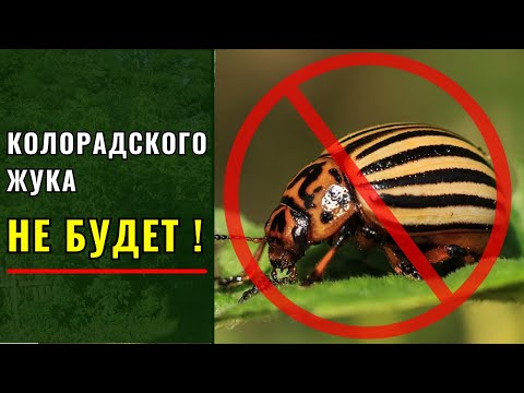 Видео: Колорадского жука - не будет, если сделать это.