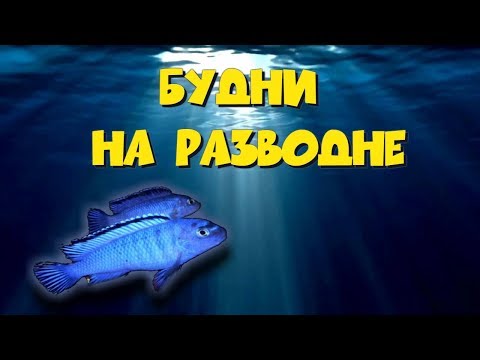 Видео: Будни на разводне. Отбор икры у самок Пиндани.