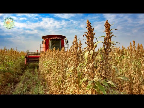 Видео: Как фермеры собирают семена кунжута с помощью машин: производство тахини, кунжутного масла и халвы