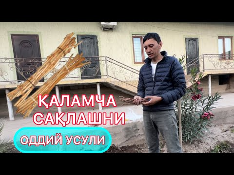 Видео: Узум қаламчаларини сақлаш / Uzum qalamchalarini saqlash