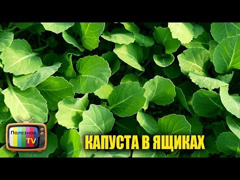 Видео: ОБАЛДЕННЫЙ СПОСОБ ВЫРАЩИВАНИЯ РАССАДЫ КАПУСТЫ В ЯЩИКЕ