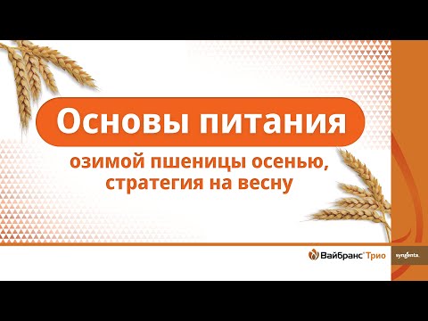 Видео: Озимые PRO. Основы питания озимой пшеницы осенью, стратегия на весну