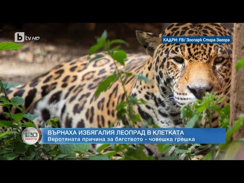Видео: Върнаха избягалия леопард от зоопарка в Стара Загора в клетката | „120 минути“ (18.06.2023) | БТВ