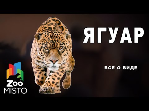 Видео: Ягуар - Все о виде хищных млекопитающих |  Вид хищных млекопитающих Ягуар