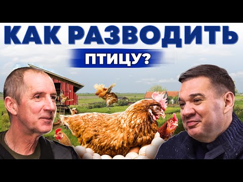 Видео: Заработок на курах | Собственная ферма с нуля | Какую породу кур несушек выбрать? Андрей Даниленко