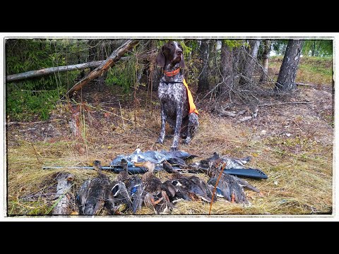 Видео: Полный рюкзак дичи - Ходовая охота с курцхааром!