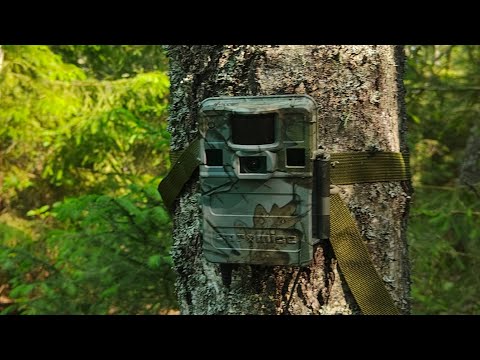 Видео: Кто живет в глухой чаще? Фотоловушка показала тайны леса!