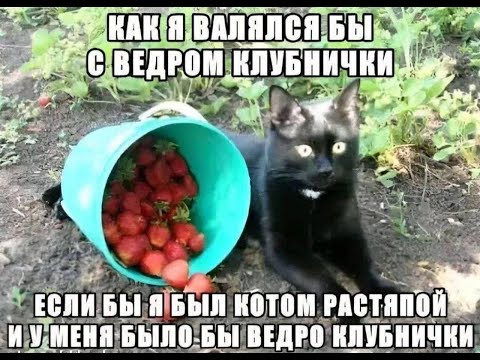 Видео: Бой без пота feat. легенда на мисте с энода