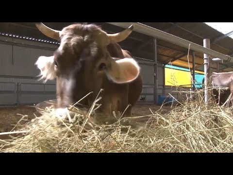 Видео: Что принёс капитализм в село? Алексей Поднебесный