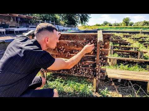 Видео: Бізнес для села👍 Навіщо сотні гектар? Равликова ферма приносить набагато більше