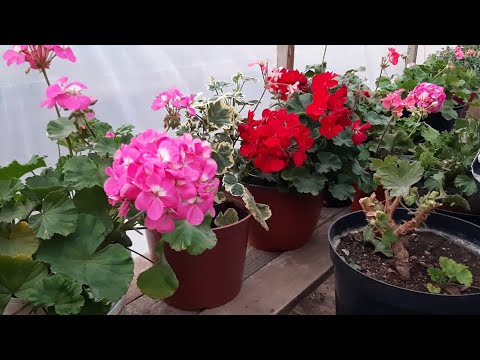 Видео: Пеларгония Королевская🌺Важная Обрезка на зиму🌷🌷🌷