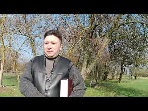 Видео: Кто есть маслина?