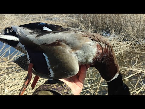 Видео: ПРИЕХАЛ НА ОХОТУ, А ОНИ УЖЕ ВСЕХ РАЗОГНАЛИ. Весенняя охота на селезня. Охота на утку в Казахстане