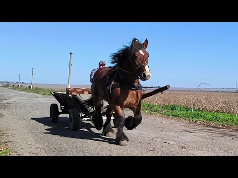 Видео: ЗАПРЯГЛИ ІГІ/ARDEN POLSKI IGI.