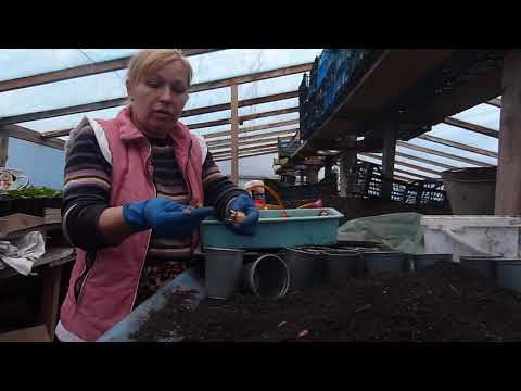 Видео: Крокус к 8марта.(( посадка...